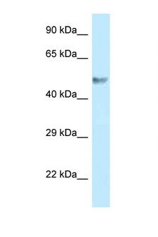 BZW1 / BZAP45 Antibody - BZW1 antibody Western blot of 293T Cell lysate. Antibody concentration 1 ug/ml.  This image was taken for the unconjugated form of this product. Other forms have not been tested.