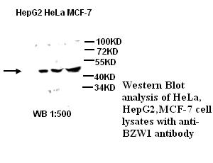 BZW1 / BZAP45 Antibody