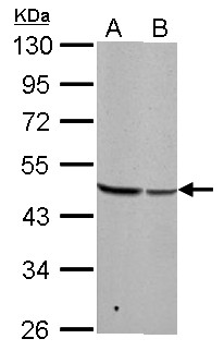 BZW2 Antibody - BZW2 antibody detects BZW2 protein by Western blot analysis. A. 30 ug Neuro2A whole cell lysate/extract. B. 30 ug C8D30 whole cell lysate/extract. 10 % SDS-PAGE. BZW2 antibody dilution:1:1000