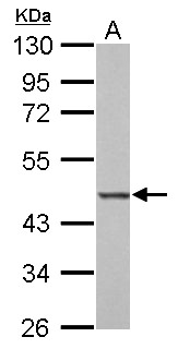 BZW2 Antibody - BZW2 antibody detects BZW2 protein by Western blot analysis. A. 30 ug Rat2 whole cell lysate/extract. 10 % SDS-PAGE. BZW2 antibody dilution:1:1000