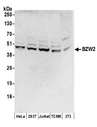 BZW2 Antibody - Detection of human and mouse BZW2 by western blot. Samples: Whole cell lysate (50 µg) from HeLa, HEK293T, Jurkat, mouse TCMK-1, and mouse NIH 3T3 cells prepared using NETN lysis buffer. Antibodies: Affinity purified rabbit anti-BZW2 antibody used for WB at 0.1 µg/ml. Detection: Chemiluminescence with an exposure time of 3 minutes.