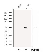 BZW2 Antibody - Western blot analysis of extracts of HeLa cells using BZW2 antibody. The lane on the left was treated with blocking peptide.