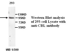 c-CBL Antibody