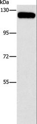c-CBL Antibody - Western blot analysis of 231 cell, using CBL Polyclonal Antibody at dilution of 1:750.