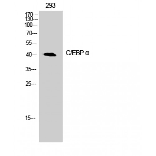 C/EBP Alpha / CEBPA Antibody - Western blot of C/EBP alpha antibody