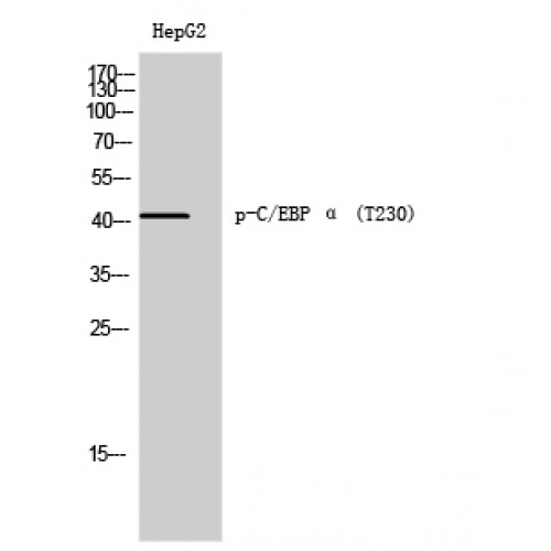 C/EBP Alpha / CEBPA Antibody - Western blot of Phospho-C/EBP alpha (T230) antibody