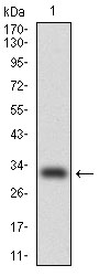 C/EBP Alpha / CEBPA Antibody - Western blot using CEBPA monoclonal antibody against human CEBPA (AA: 139-204) recombinant protein. (Expected MW is 32.7 kDa)