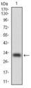 C/EBP Alpha / CEBPA Antibody - Western blot using CEBPA monoclonal antibody against human CEBPA (AA: 139-204) recombinant protein. (Expected MW is 32.7 kDa)