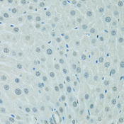 C/EBP Alpha / CEBPA Antibody - Immunohistochemistry of paraffin-embedded rat liver using CEBPA antibodyat dilution of 1:100 (40x lens).