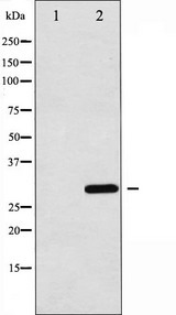 C/EBP Alpha / CEBPA Antibody - Western blot analysis of C/EBP-alpha expression in 293 whole cells lysates. The lane on the left is treated with the antigen-specific peptide.