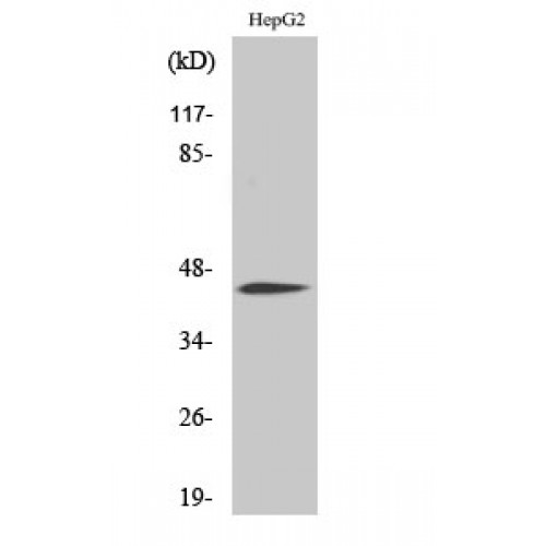 C/EBP Alpha / CEBPA Antibody - Western blot of Phospho-C/EBP alpha (S21) antibody