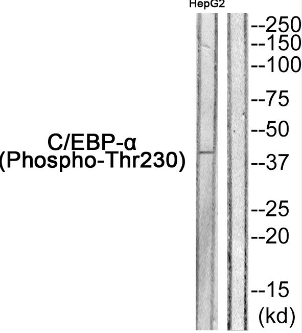 C/EBP Alpha / CEBPA Antibody - Western blot of extracts from HepG2, using C/EBP- alpha (Phospho-Thr230) Antibody.