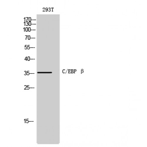 C/EBP Beta / CEBPB Antibody - Western blot of C/EBP beta antibody