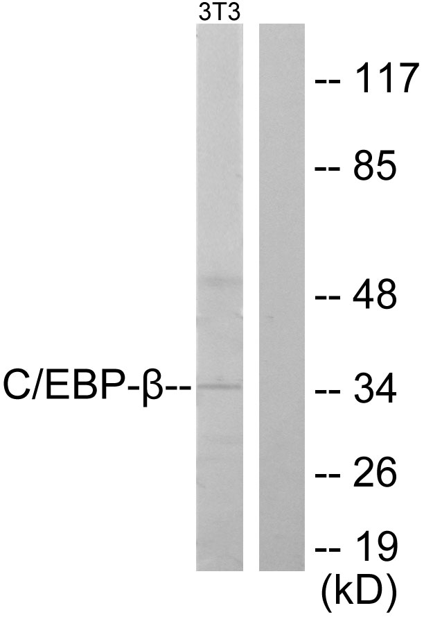 C/EBP Beta / CEBPB Antibody - Western blot analysis of lysates from NIH/3T3 cells, using C/EBP-beta Antibody. The lane on the right is blocked with the synthesized peptide.