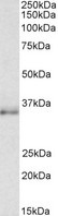 C/EBP Beta / CEBPB Antibody - CEBPB antibody (1 ug/ml) staining of NIH3T3 lysate (35 ug protein in RIPA buffer). Primary incubation was 1 hour. Detected by chemiluminescence.