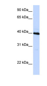 C/EBP Beta / CEBPB Antibody - CEBPB / CEBP Beta antibody Western blot of HepG2 cell lysate. This image was taken for the unconjugated form of this product. Other forms have not been tested.