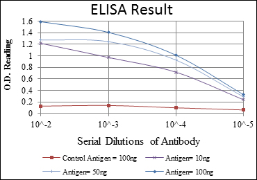 C/EBP Beta / CEBPB Antibody - Red: Control Antigen (100ng); Purple: Antigen (10ng); Green: Antigen (50ng); Blue: Antigen (100ng);