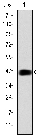 C/EBP Beta / CEBPB Antibody - Western blot using CEBPB monoclonal antibody against human CEBPB (AA: 161-338) recombinant protein. (Expected MW is 44.5 kDa)