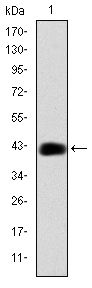 C/EBP Beta / CEBPB Antibody - C/EBP beta Antibody in Western Blot (WB)