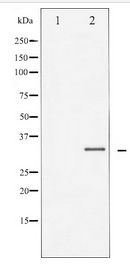 C/EBP Beta / CEBPB Antibody - Western blot of C/EBP-beta expression in NIH-3T3 whole cell lysates,The lane on the left is treated with the antigen-specific peptide.