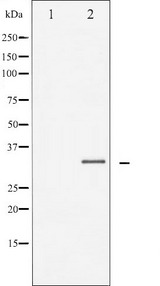 C/EBP Beta / CEBPB Antibody - Western blot analysis of C/EBP-beta expression in NIH-3T3 whole cells lysates. The lane on the left is treated with the antigen-specific peptide.