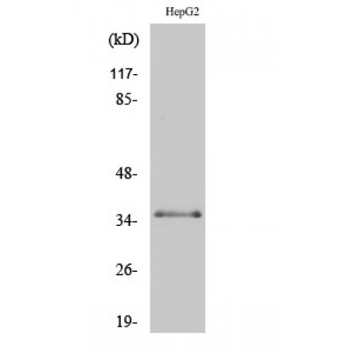 C/EBP Beta / CEBPB Antibody - Western blot of Phospho-C/EBP beta (T235) antibody