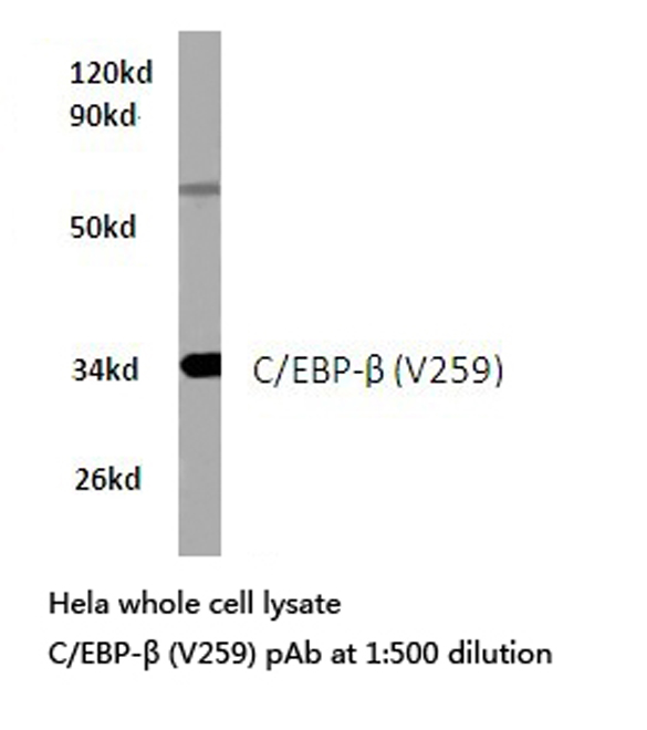 C/EBP Beta / CEBPB Antibody - Western blot of C/EBP- (V259) pAb in extracts from HeLa cells.