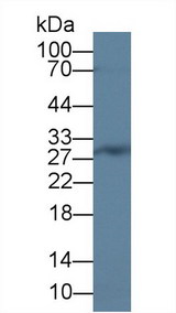 C/EBP Delta / CEBPD Antibody - Western Blot; Sample: Rat Bone marrow lysate; Primary Ab: 2µg/ml Rabbit Anti-Human CEBPd Antibody Second Ab: 0.2µg/mL HRP-Linked Caprine Anti-Rabbit IgG Polyclonal Antibody
