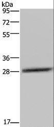 C/EBP Delta / CEBPD Antibody - Western blot analysis of LO2 cell, using CEBPD Polyclonal Antibody at dilution of 1:300.