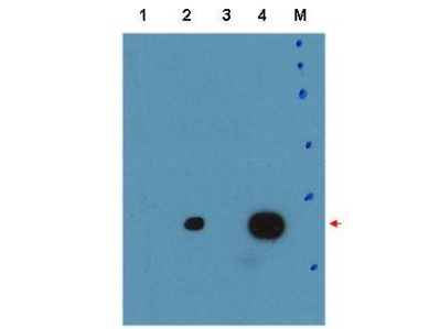 C/EBP Delta / CEBPD Antibody - Anti-C/EBPd Antibody - Western Blot. Western blot of Anti-C/EBPd Antibody Lane 1: human C/EBPbeta Lane 2: Mouse C/EBPdelta Lane 3: untransfected Lane 4: human C/EBPdelta Load: 35 ug per lane Primary: Anti-C/EBPd Antibody used at a dilution of 1:15k overnight at 4C Blocking: buffer TBST ECL was used for detection of overexpressed protein in human and mouse C/EBP delta. Predicted/Observed size: 28.8 kD, ~35 kD.