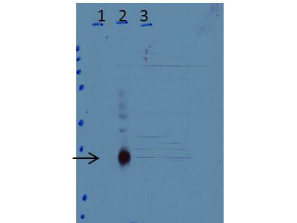 C/EBP Delta / CEBPD Antibody - Western Blot of Anti-C/EBPd Antibody Lane 1: untreated wild-type (WT) cells Lane 2: WT cells treated 3 h with LPS Lane 3: C/EBPd-knock-out cells treated 3H with LPS Load: 35 µg per lane Primary: Anti-C/EBPd Antibody used at a dilution of 1:15k overnight at 4°C Blocking: buffer TBST ECL was used for detection of endogenous protein in whole cell extracts from mouse primary macrophage cells. Predicted/Observed size: 28.8 kDa, ~35 kDa