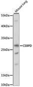 C/EBP Delta / CEBPD Antibody - Western blot analysis of extracts of mouse lung, using CEBPD antibody at 1:1000 dilution. The secondary antibody used was an HRP Goat Anti-Rabbit IgG (H+L) at 1:10000 dilution. Lysates were loaded 25ug per lane and 3% nonfat dry milk in TBST was used for blocking. An ECL Kit was used for detection and the exposure time was 90S.