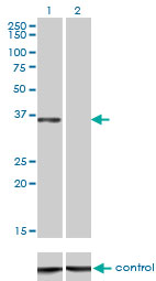C/EBP Epsilon / CEBPE Antibody - Western blot analysis of CEBPE over-expressed 293 cell line, cotransfected with CEBPE Validated Chimera RNAi (Lane 2) or non-transfected control (Lane 1). Blot probed with CEBPE monoclonal antibody (M01), clone 7A4 . GAPDH ( 36.1 kDa ) used as specificity and loading control.