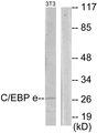 C/EBP Epsilon / CEBPE Antibody - Western blot analysis of extracts from NIH-3T3 cells, using CEBPE antibody.