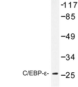 C/EBP Epsilon / CEBPE Antibody - Western blot of C/EBP- (K220) pAb in extracts from NIH-3T3 cells.