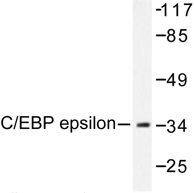 C/EBP Epsilon / CEBPE Antibody - Western blot of C/EBP- (K70) pAb in extracts from HUVEC cells treated with Insulin 0.01U/ml 15'.