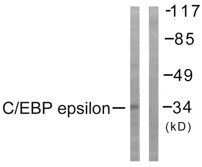 C/EBP Epsilon / CEBPE Antibody - Western blot analysis of extracts from HuvEc cells, treated with Insulin (0.01U /ml, 15mins), using C/EBP-e (Ab-74) antibody.