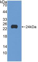 c-Kit / CD117 Antibody - Western Blot; Sample: Recombinant SCFR, Human.