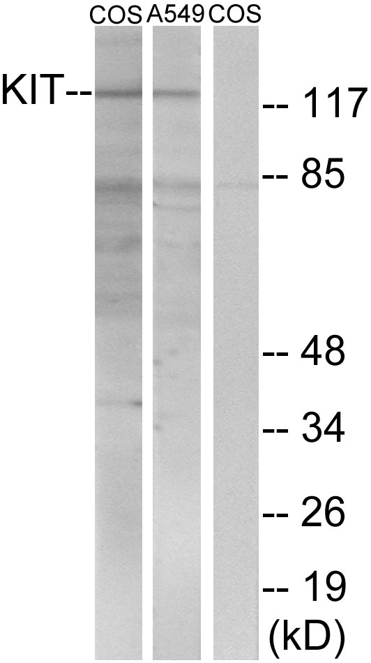 c-Kit / CD117 Antibody - Western blot analysis of lysates from COS7/A549, using c-Kit Antibody. The lane on the right is blocked with the synthesized peptide.