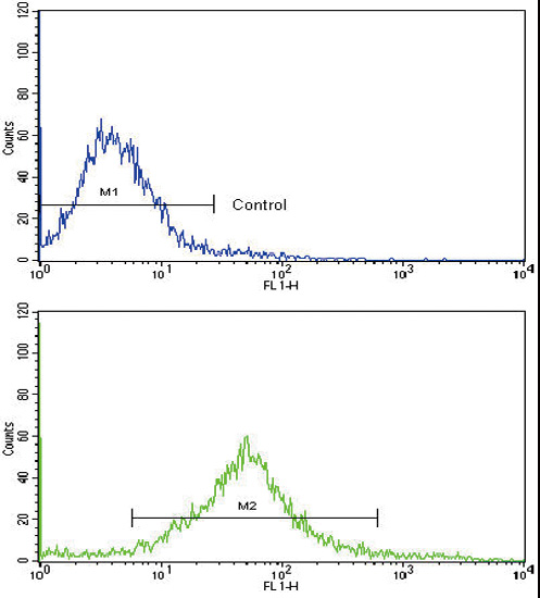 c-Kit / CD117 Antibody - Flow cytometric of HeLa cells using KIT Antibody (bottom histogram) compared to a negative control cell (top histogram). FITC-conjugated goat-anti-rabbit secondary antibodies were used for the analysis.