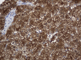 c-Kit / CD117 Antibody - IHC of paraffin-embedded Human liver tissue using anti-KIT mouse monoclonal antibody.