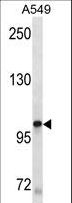 c-Kit / CD117 Antibody - KIT Antibody western blot of A549 cell line lysates (35 ug/lane). The KIT antibody detected the KIT protein (arrow).