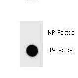 c-Kit / CD117 Antibody - Dot blot of Phospho-mouse KIT-S716 Antibody Phospho-specific antibody on nitrocellulose membrane. 50ng of Phospho-peptide or Non Phospho-peptide per dot were adsorbed. Antibody working concentrations are 0.6ug per ml.