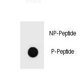 c-Kit / CD117 Antibody - Dot blot of Phospho-KIT-T718 Antibody Phospho-specific antibody on nitrocellulose membrane. 50ng of Phospho-peptide or Non Phospho-peptide per dot were adsorbed. Antibody working concentrations are 0.6ug per ml.