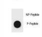 c-Kit / CD117 Antibody - Dot blot of KIT Antibody (Phospho Y553) Phospho-specific antibody on nitrocellulose membrane. 50ng of Phospho-peptide or Non Phospho-peptide per dot were adsorbed. Antibody working concentrations are 0.6ug per ml.