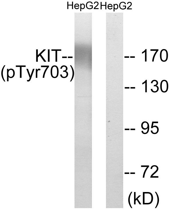 c-Kit / CD117 Antibody - Western blot analysis of lysates from HepG2 cells treated with EGF 200ng/ml 30', using KIT (Phospho-Tyr703) Antibody. The lane on the right is blocked with the phospho peptide.