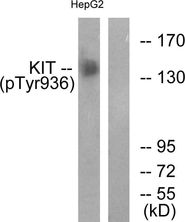 c-Kit / CD117 Antibody - Western blot analysis of lysates from HepG2 cells treated with EGF 200ng/ml 30', using KIT (Phospho-Tyr936) Antibody. The lane on the right is blocked with the phospho peptide.