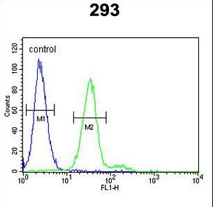 c-Kit / CD117 Antibody - KIT Antibody (Y703) flow cytometry of 293 cells (right histogram) compared to a negative control cell (left histogram). FITC-conjugated goat-anti-rabbit secondary antibodies were used for the analysis.