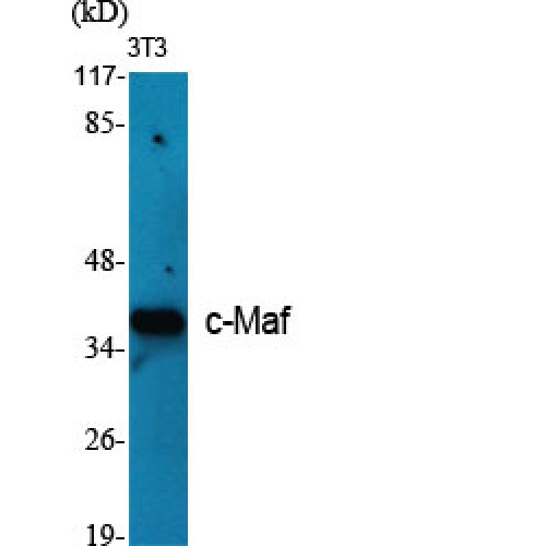 c-Maf Antibody - Western blot of c-Maf antibody