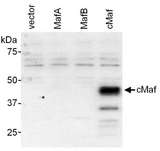 c-Maf Antibody - Detection of Mouse cMaf by Western Blot. Samples: Nuclear extract (6 ug) from HeLa cells transfected with empty vector or expression constructs for mouse MafA, mouse MafB or mouse cMaf. Antibodies: Affinity purified rabbit anti-cMaf antibody used at 0.4 ug/ml. Detection: Chemiluminescence.